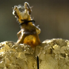 Reptiles and Amphibians Gallery. Courtesy of Museo di Storia Naturale