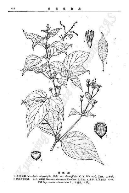 *Nyctanthes arbor-tristis*, ilustração