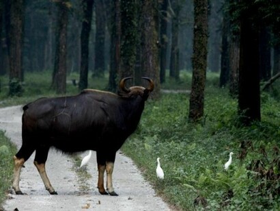 Indian bison in Gorumara National Park