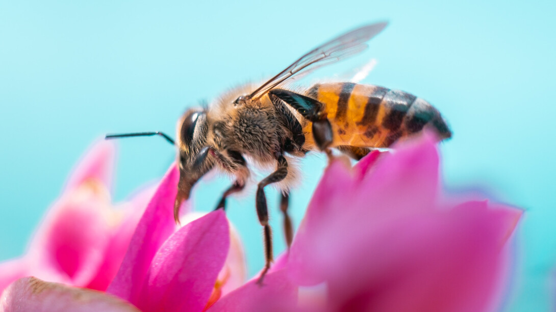 L'impollinazione avviene perché l'ape si nutre del nettare, usato dalle stesse piante per richiamare gli insetti. L'ape, nutrendosi, si cosparge di polline che trasporta favorendo la fecondazione e quindi la formazione di frutti e fiori
