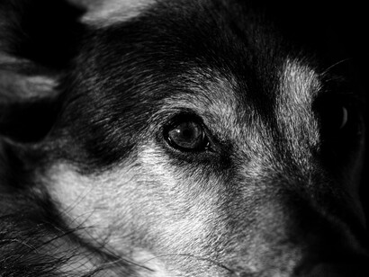 Cani e gatti entrano nelle prigioni, nelle case di riposo, negli ospedali e sono diventati dei catalizzatori della comunicazione e della salute psichica