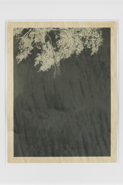Clifford Ross
Trees VII, 2010
Archival pigment print on wood veneer
30 1/2 x 25 1/4 inches (77.5 x 64.1 cm)
Edition of 12