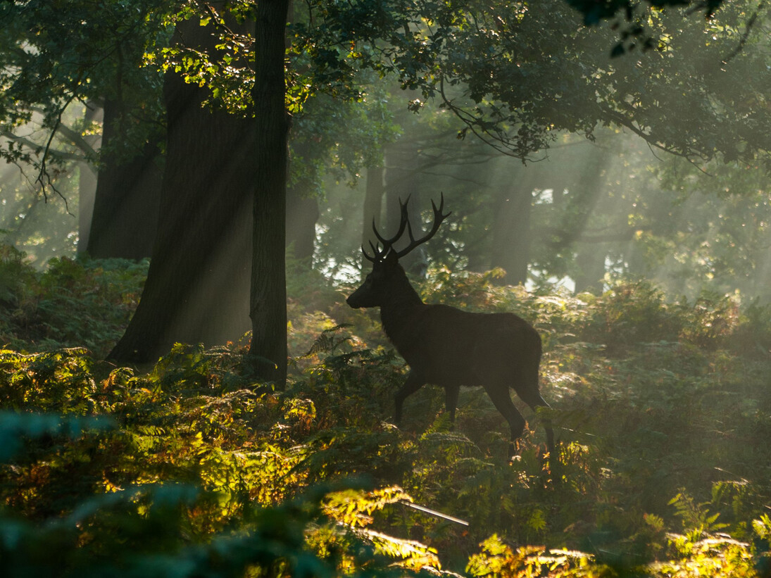 Sam Rowley, Radiant Deer (detail), photography, 60 x 40 cm
