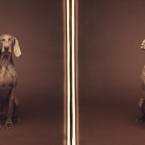 William Wegman. Courtesy of Sperone Westwater