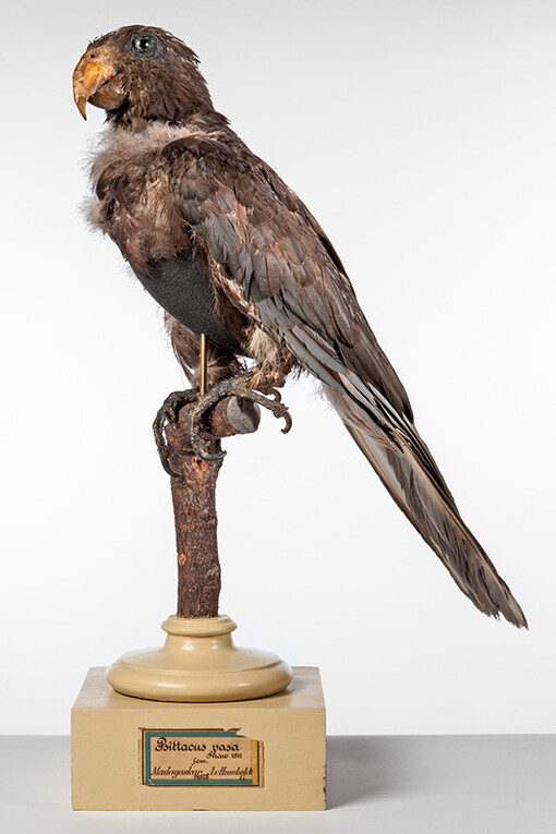 Vögel. Courtesy of Museum für Naturkunde