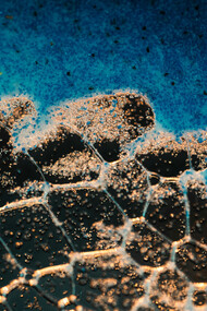 Microscopic view of a bacteria group