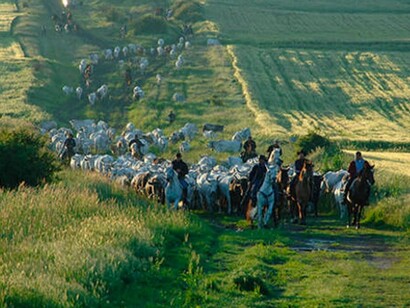 La transumanza, pratica millenaria di migrazione stagionale del bestiame, è fondamentale per preservare ecosistemi equilibrati e biodiversità grazie al pascolo sostenibile