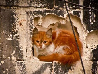 A cat hides between the rubbles