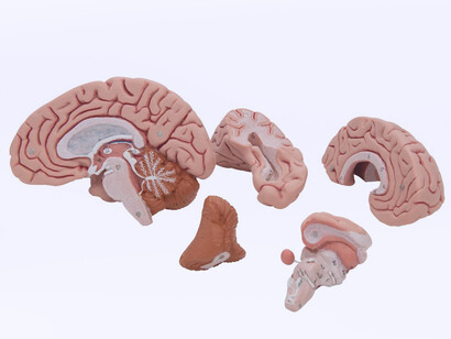 Modelo tridimensional del cerebro humano