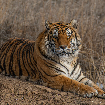 Instead of describing new stripes, it might be more beneficial to step a little back and realize that it is not a tiger anymore