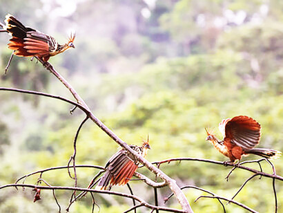 Hoatzin trio, Naku @ Ashish Kothari