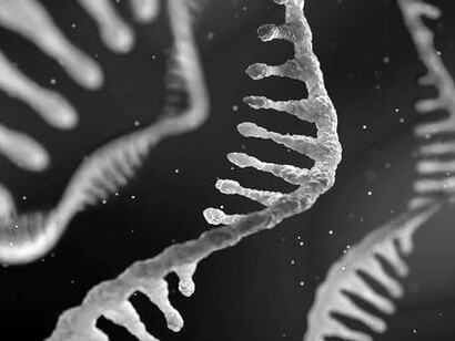 El ARN se puede definir como la molécula formada por un cadena simple de ribonucleótidos