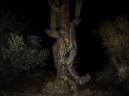 Sonoyta, Sonora. Messico, 2019 © Paolo Pellegrin/Magnum Photos