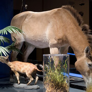 System Earth. Courtesy of Museum für Naturkunde