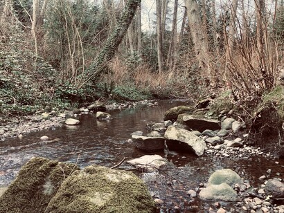 Water flowing calmly in Still Creek, reflecting the sense of calm found beyond the city streets