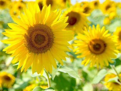 Girasóis em campo, Cádiz, Espanha