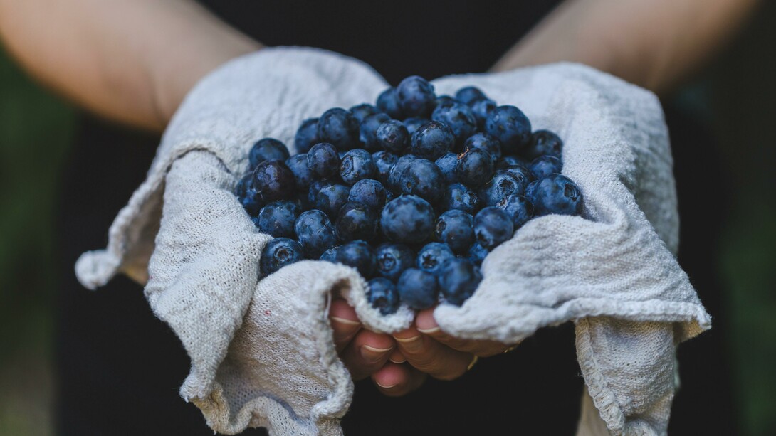 A person holding a handful of blueberries