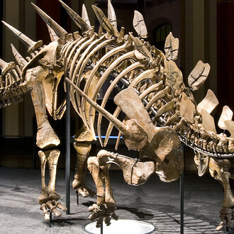 The World of Dinosaurs. Courtesy of Museum für Naturkunde