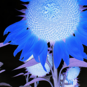 Suzanne Treister. Courtesy of IMT Gallery