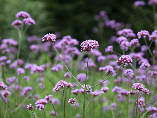Il profumo della Verbena