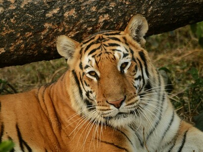 Tiger at Sunderban