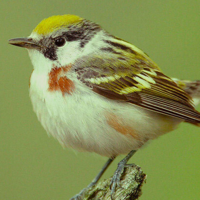 Reinita de Pensilvania («Dendroica pensylvanica»)