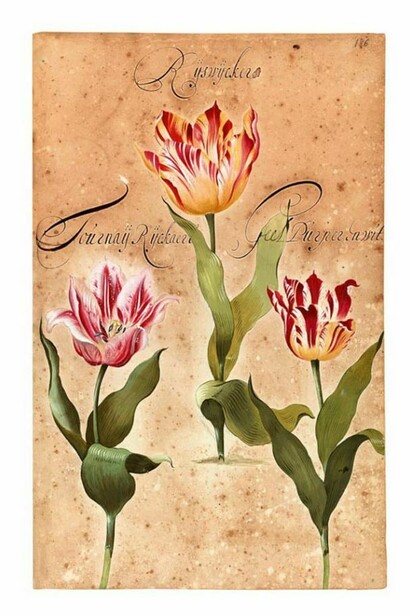 Hortus Amoenissimus, painted by Franciscus De Geest and published in 1668