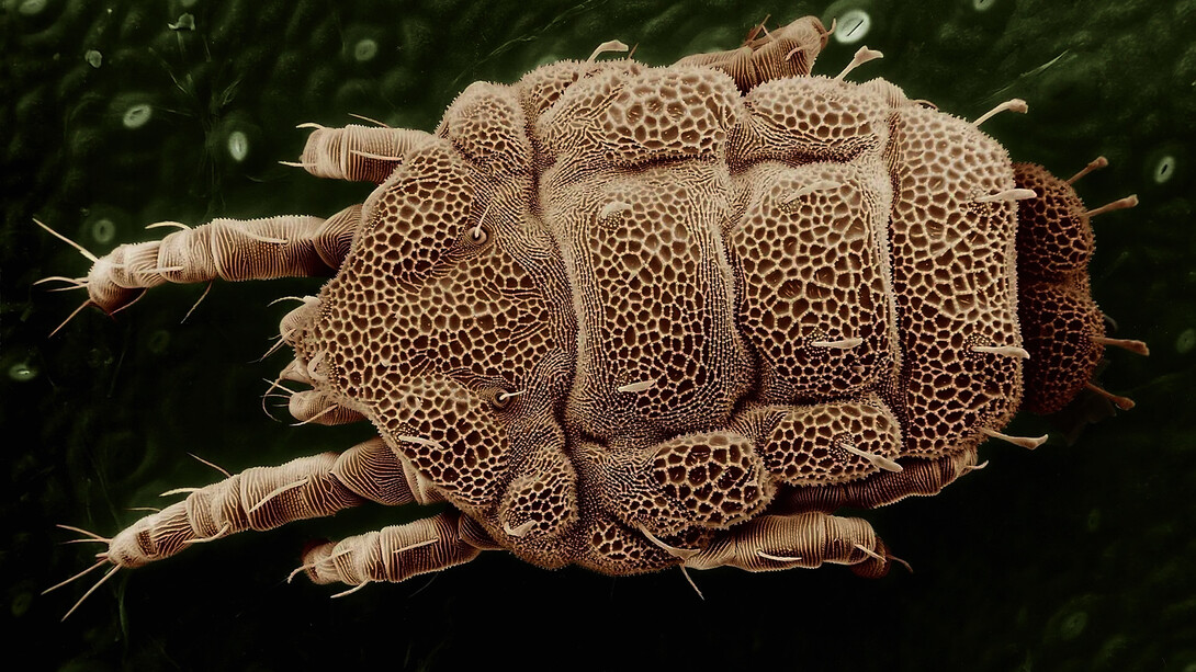 Ácaro del polvo ampliado bajo el microscopio