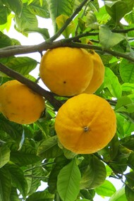 Profumatissimo bergamotto