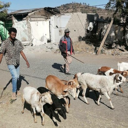 Bestiame per le vie di Addis Addeba, Etiopia, Africa