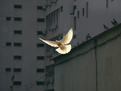 Flying dove