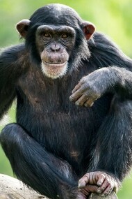 Homosexuality, in addition to our species, is widespread in many other animal species, especially in the higher mammals