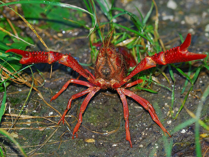 Invasioni di nuove specie