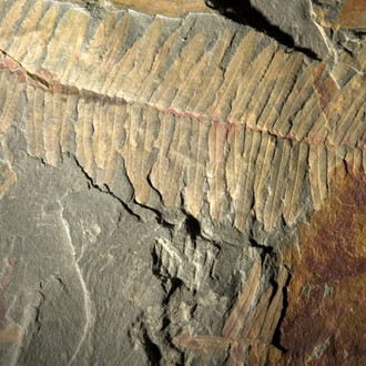 The evolution of Monte Pisano. Courtesy of Museo di Storia Naturale