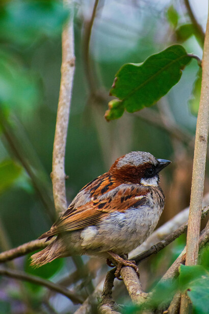 La falta de esta especie conllevó a la hambruna china que duró hasta 1962 y por la cual se estima fallecieron más de 30 millones de chinos