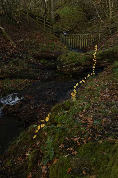 Andy Goldsworthy, Elm leaves. Grass stalks. Fallen elm. Calm. For Olle Lundberg. Dumfriesshire, Scotland. 16 November 2025 (detail), 2025. Courtesy of Haines Gallery