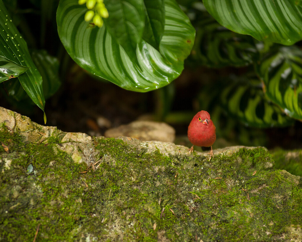 Butterfly Rainforest. Courtesy of Florida Museum of Natural History 