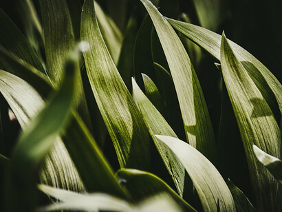 Plantes et nature. Le vide créé par le désalignement avec la Nature et avec soi-même a été comblé rapidement par la fuite vers l’extérieur