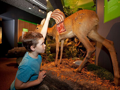 The Animal Kingdom on Earth. Courtesy of Haus der Natur 
