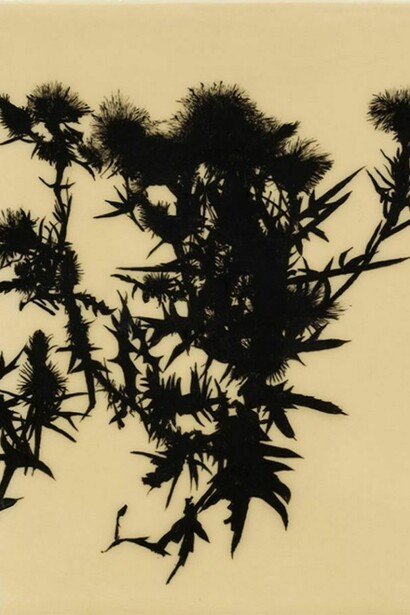 Edward Chell, Creeping thistle Cirsium arvense, 2013, Photography by Peter Abrahams