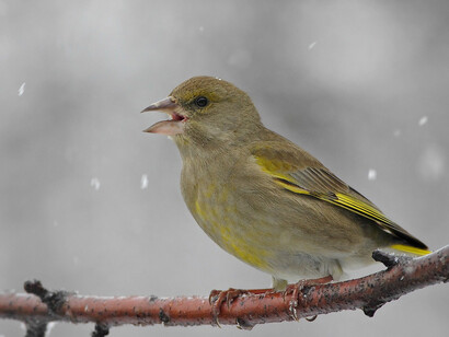 Un passero in giardino