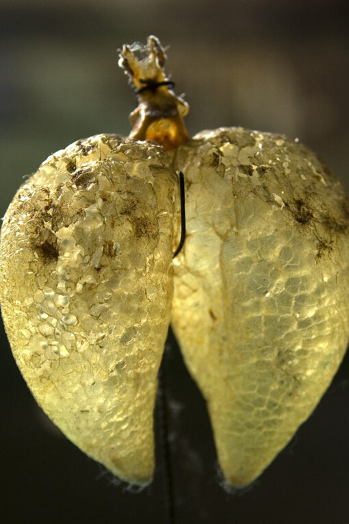 Reptiles and Amphibians Gallery. Courtesy of Museo di Storia Naturale