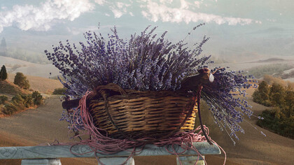 Lavender in Tuscany