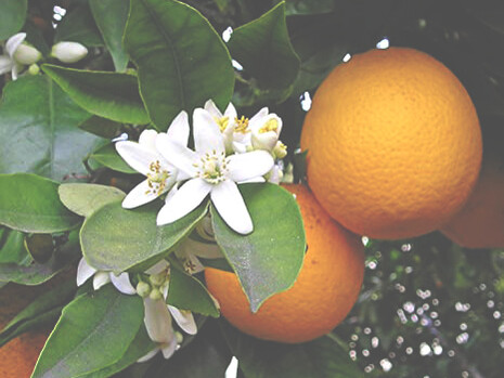 Gli agrumi in genere sprigionano gioia, solo per il colore, giallo, arancio, rosso, quanto fuoco e allegria!