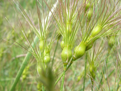 Aegylops ovata