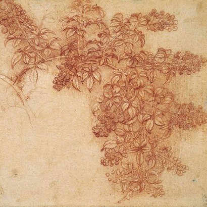 Leonardo da Vinci - Tavole botaniche