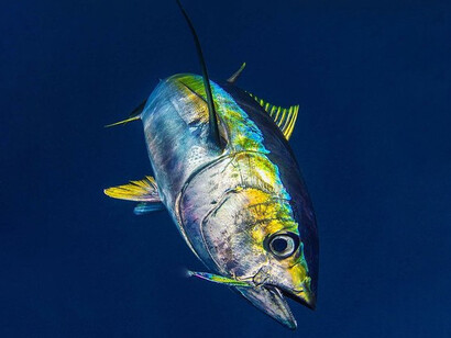 The strategy to capture tuna accompanied by dolphins is to circle the cetaceans with the five or six speedboats of the mother ship