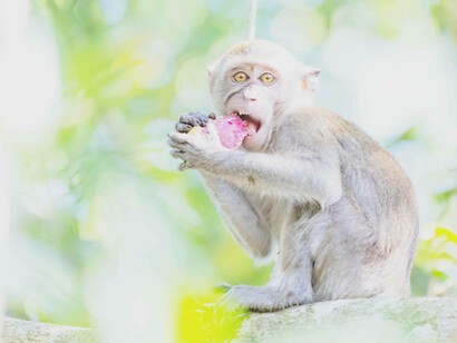 a Macaca caught in the act of not sharing in Pulau Ubin, Singapore