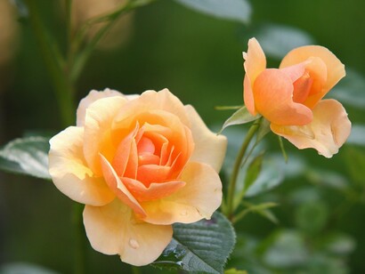 Emotional openness in relationships can be difficult for many reasons