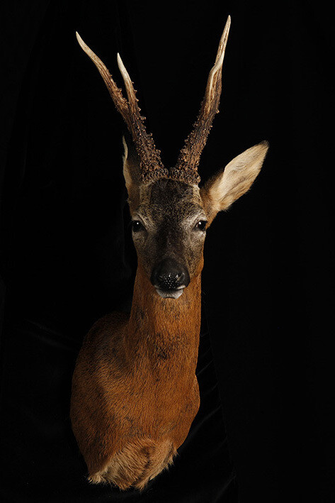 Allan Forsyth, Pride & Glory, Roebuck, 2013, 3D
lenticular. 80 x 60 cm, 31 1/2 x 23 5/8 in, Edition of 25, courtesy of Gallery Elena Shchukina